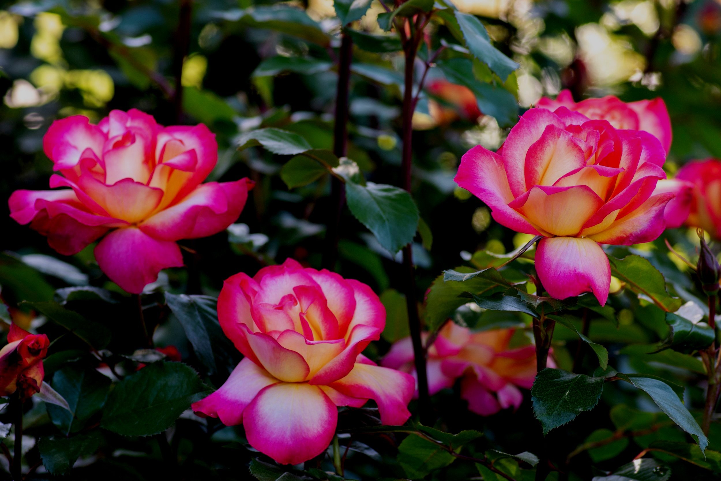 Floribunda Roses — Sunnyside Nursery